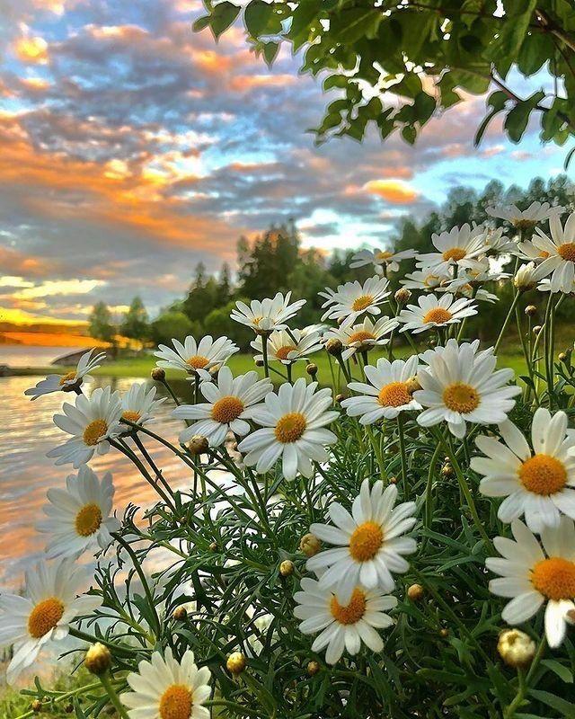 Whispering Meadows Floral Embrace